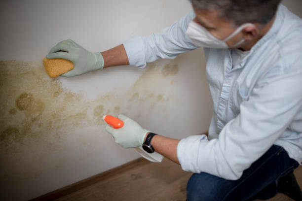 Trusted Prairieville, LA Mold Inspection, Removal & Remediation Experts